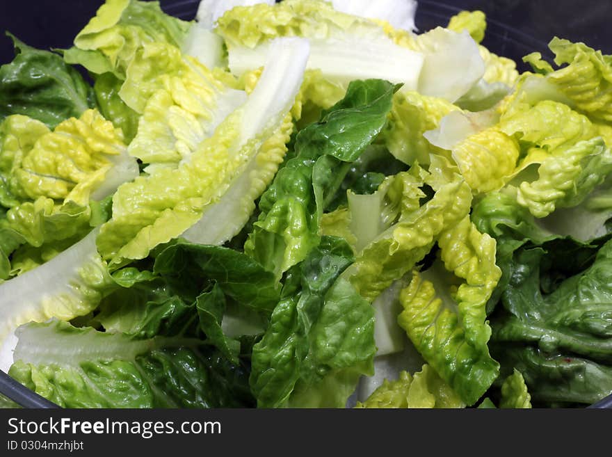 This is a fresh plucked green lettuce