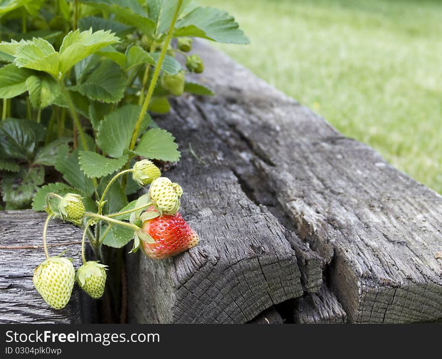 Strawberry Fresh On Vine Plant Close-up