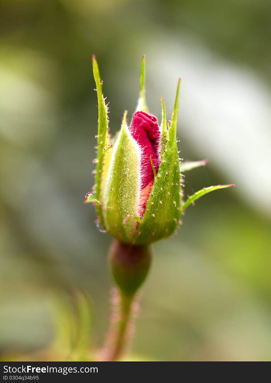 Single red rosebud, flower background