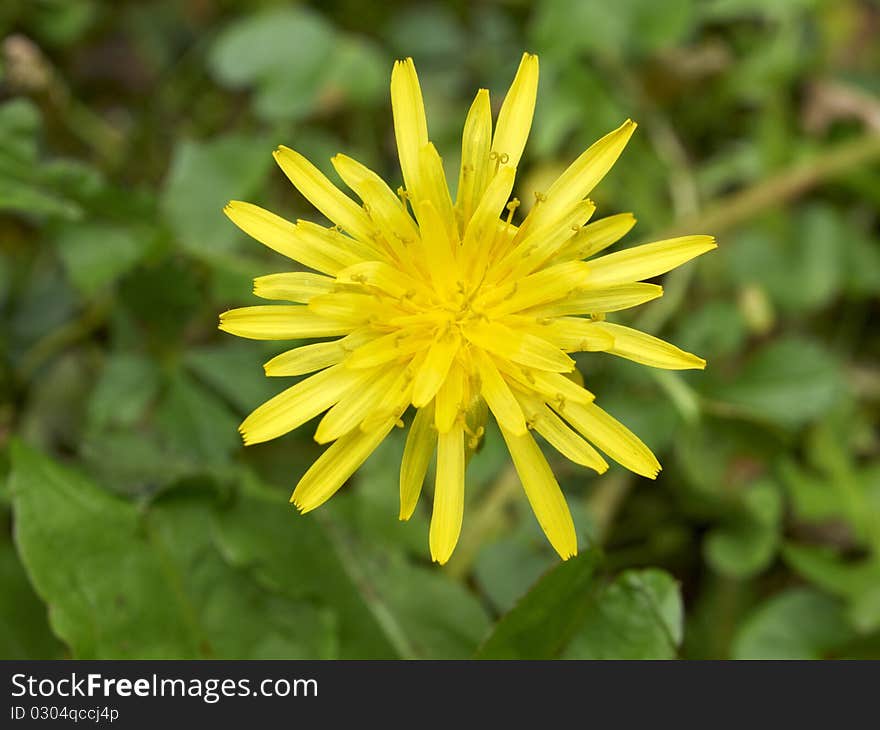 Wild Yellow Daisy Flower Closeup