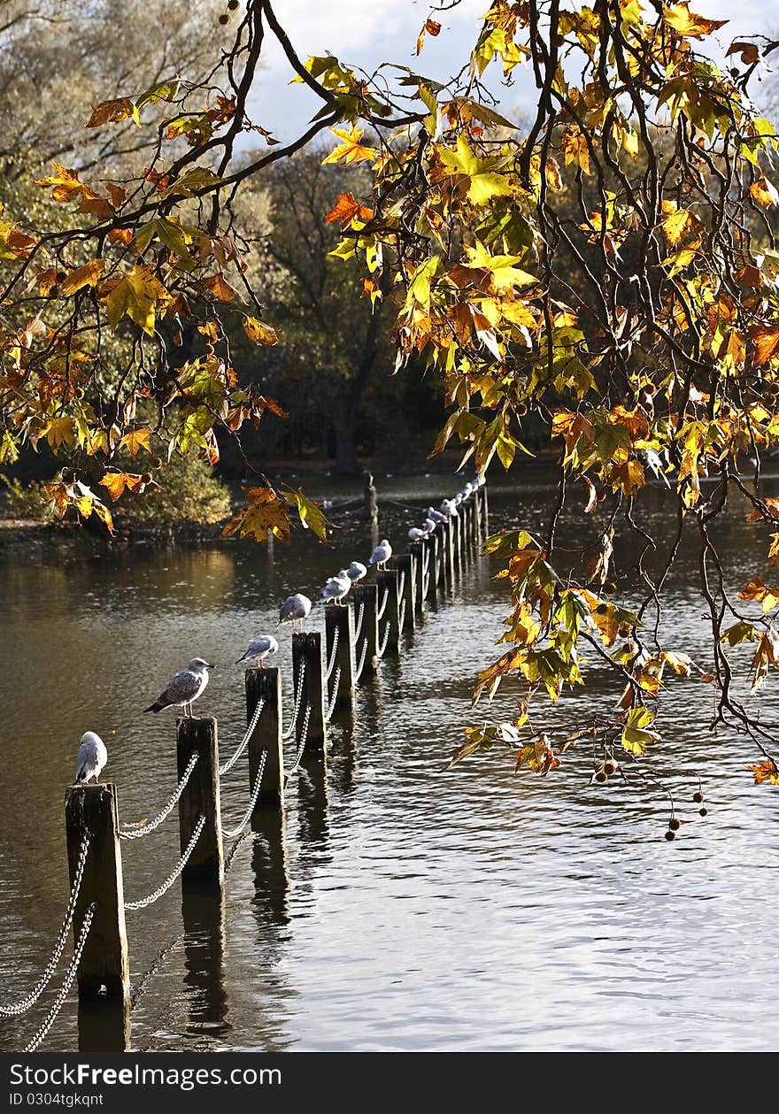 Yellow trees and lake  in park