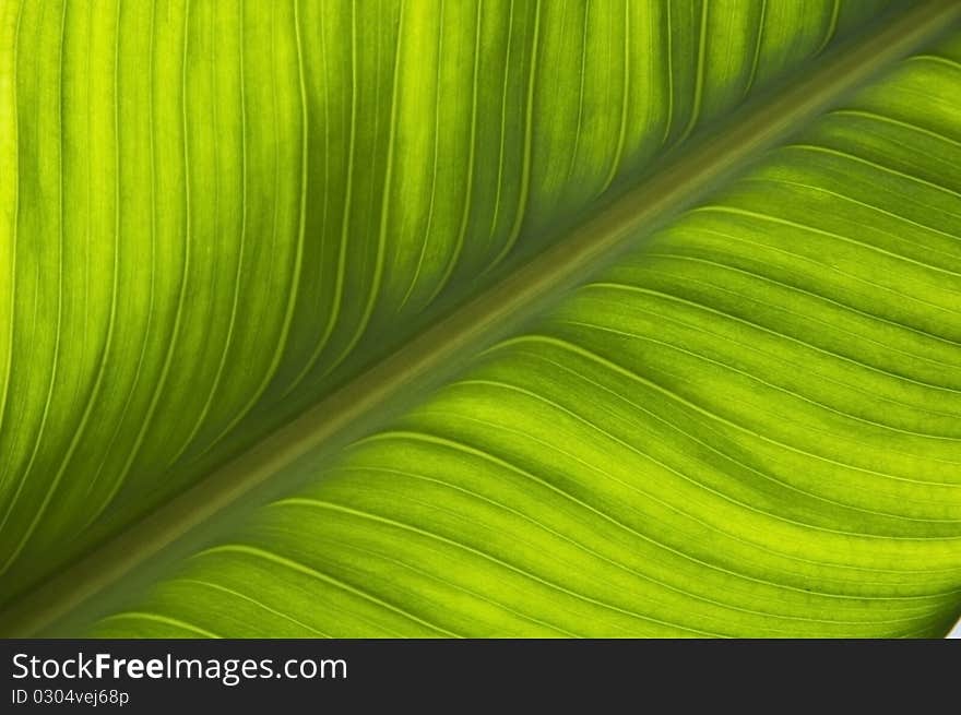 Green leaf pattern background