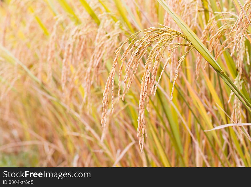 Mature Paddy In Paddyfield.