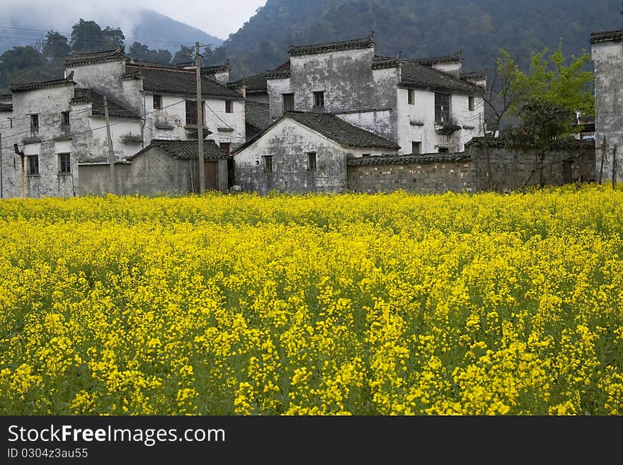 Villages surrounded by flower