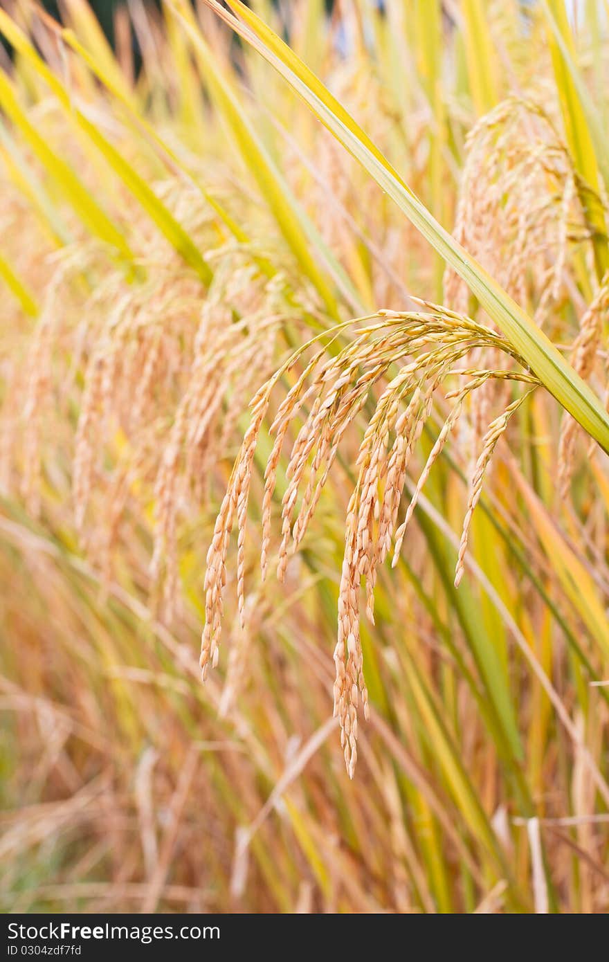 Mature paddy in paddyfield.