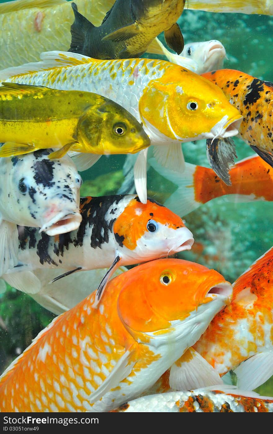 Carps in different color and shape go toward same direction, shown as go tegether, competition, crowd, team or family concept. Carps in different color and shape go toward same direction, shown as go tegether, competition, crowd, team or family concept.