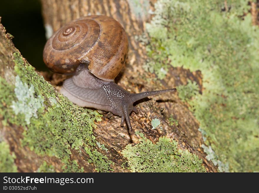 Little snail creeping on a tree in a garden. Little snail creeping on a tree in a garden