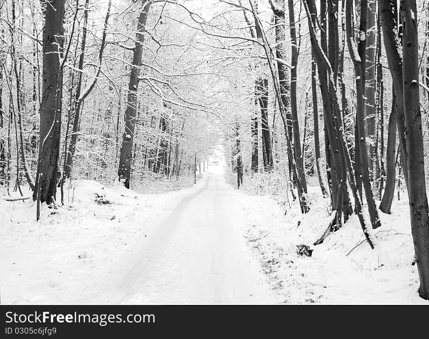 Winter road to wood. The trees covered with snow