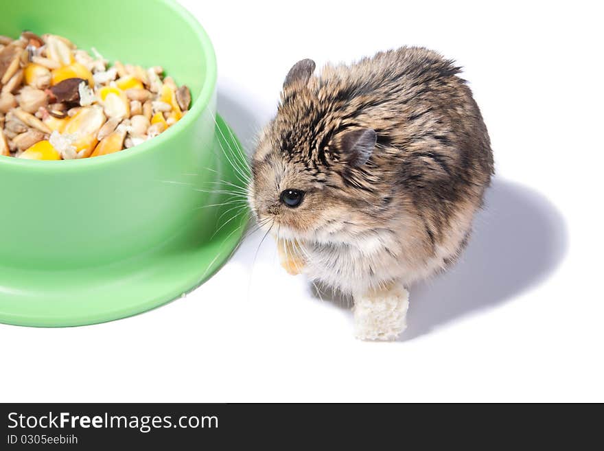 Hamster, gnaw, a pet about a bowl with meal