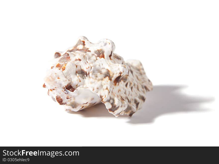 Sea shell on a white background