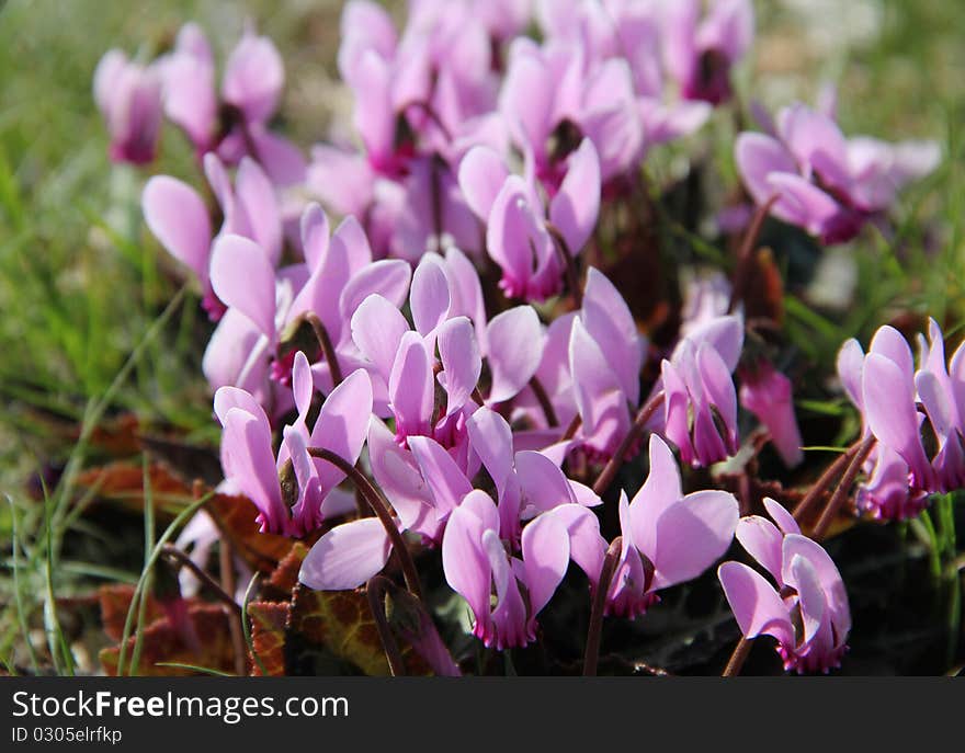 Rich spring flowers,macro veiw of cyclamen