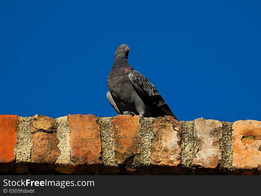 Pigeon on the old wall