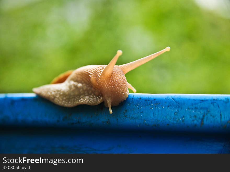 Snail