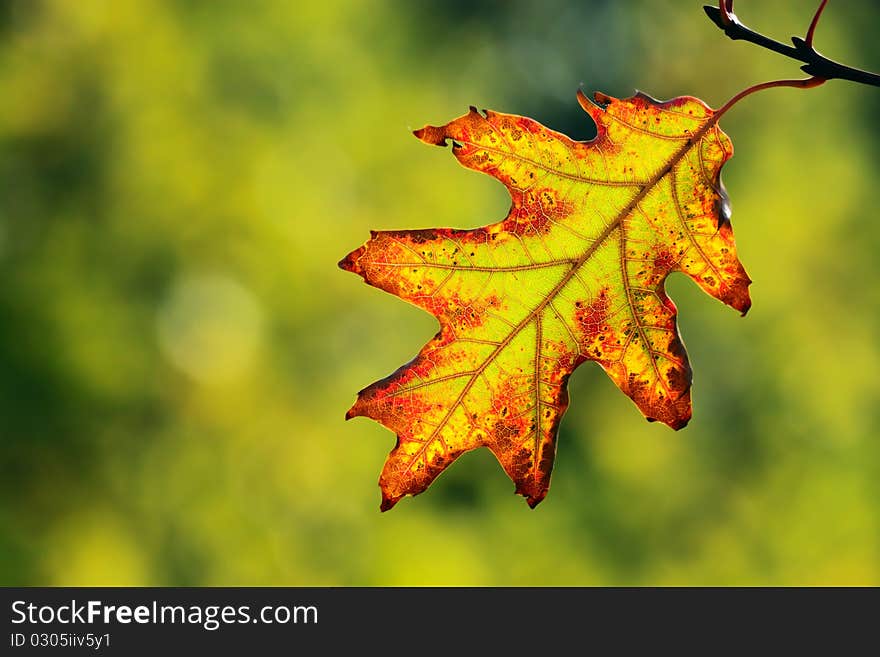 Autumn, Colorful Leaves