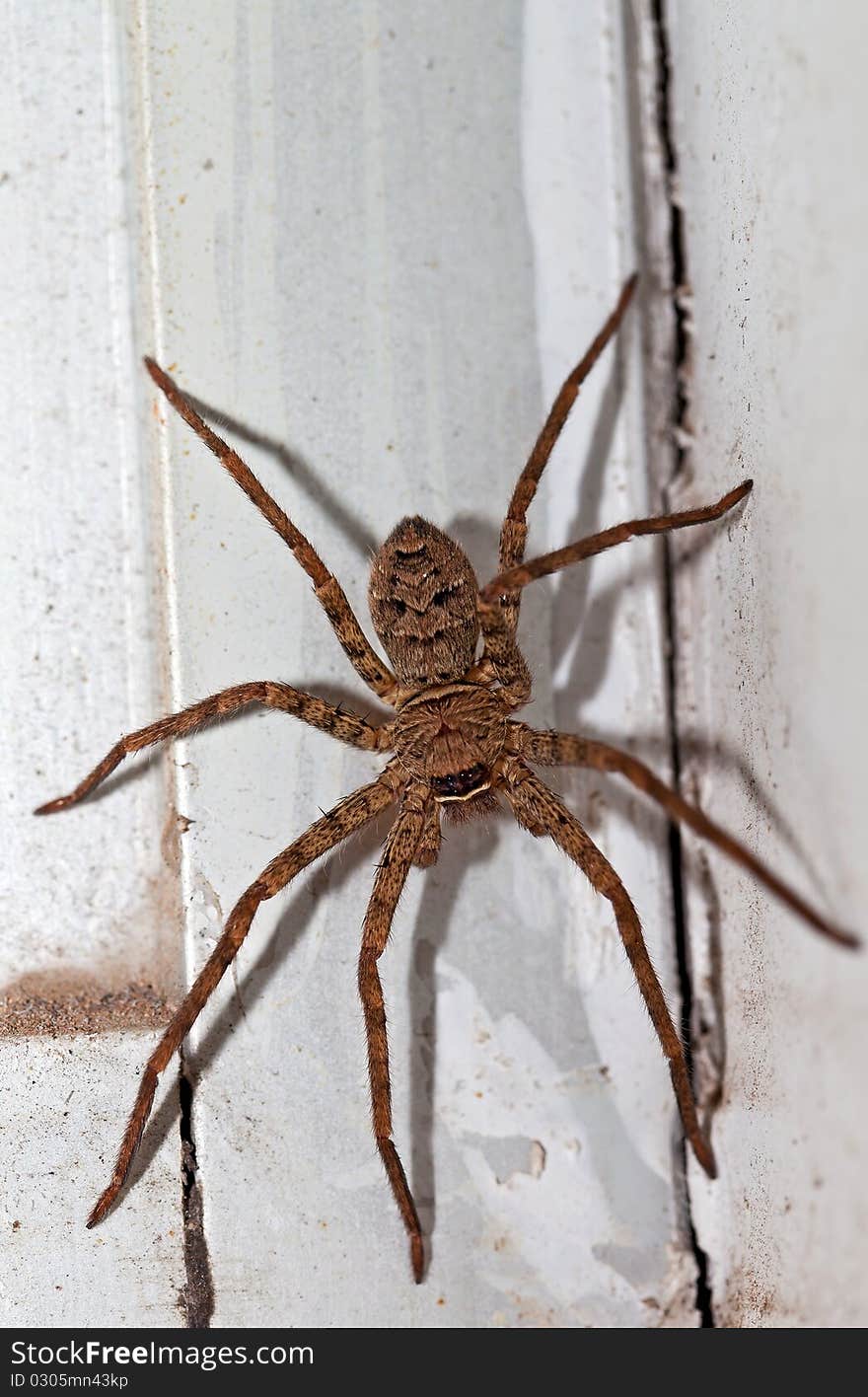 Spider is a terrifying insects.