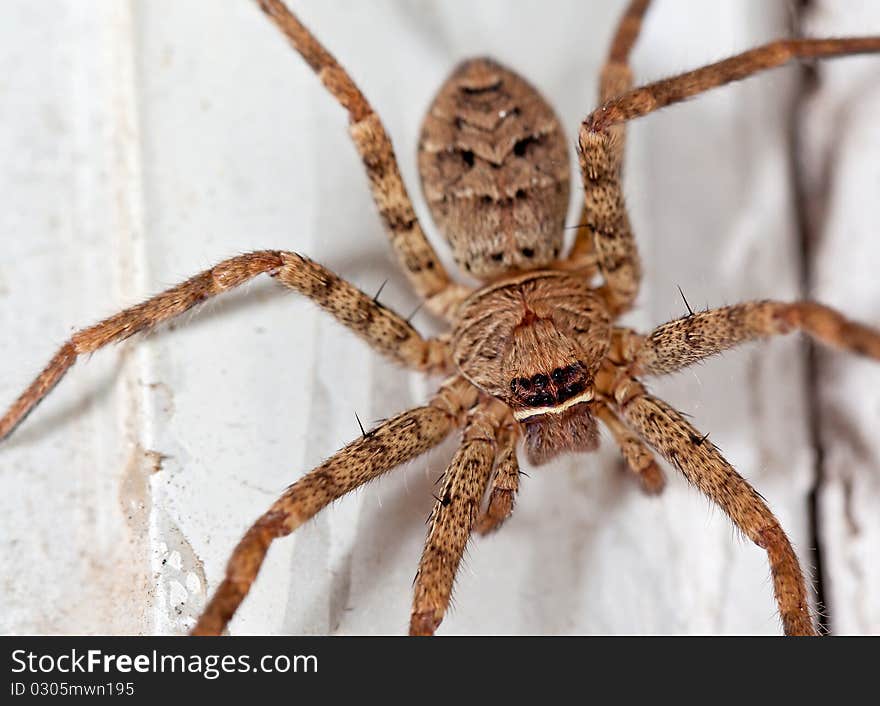 Spider is a terrifying insects.