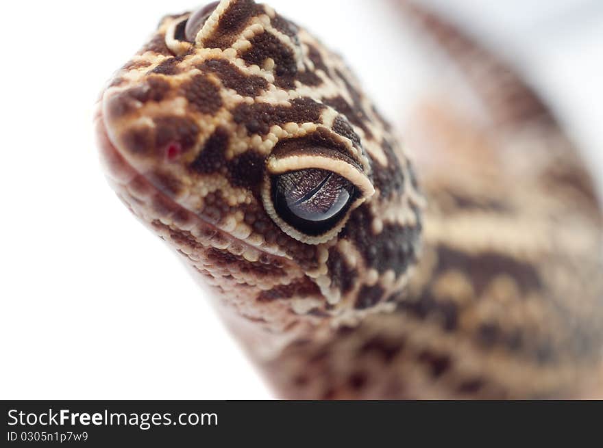 Gecko leopard macro shot looking. Gecko leopard macro shot looking