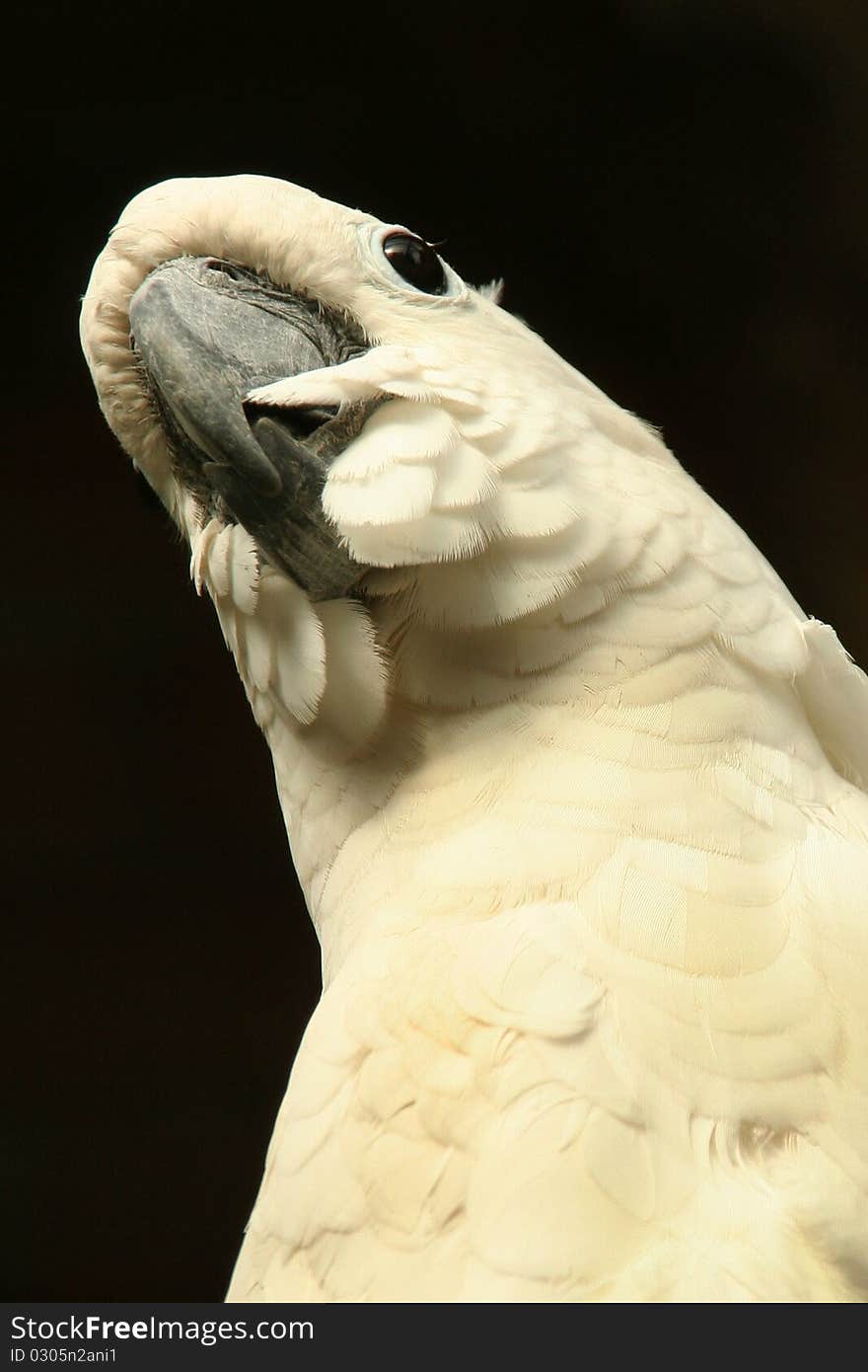 Parrot, white