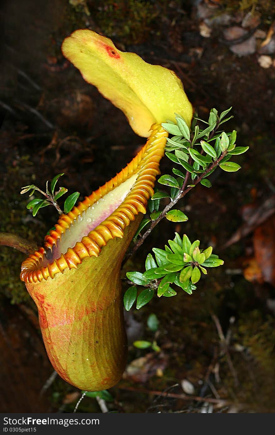 Pitcher plant (nepenthes) are colourful carnivorous plant with a prey-trapping mechanism which lure foraging, flying or crawling insects into its cavity filled with liquid. Mainly found in tropical rainforests and jungles.