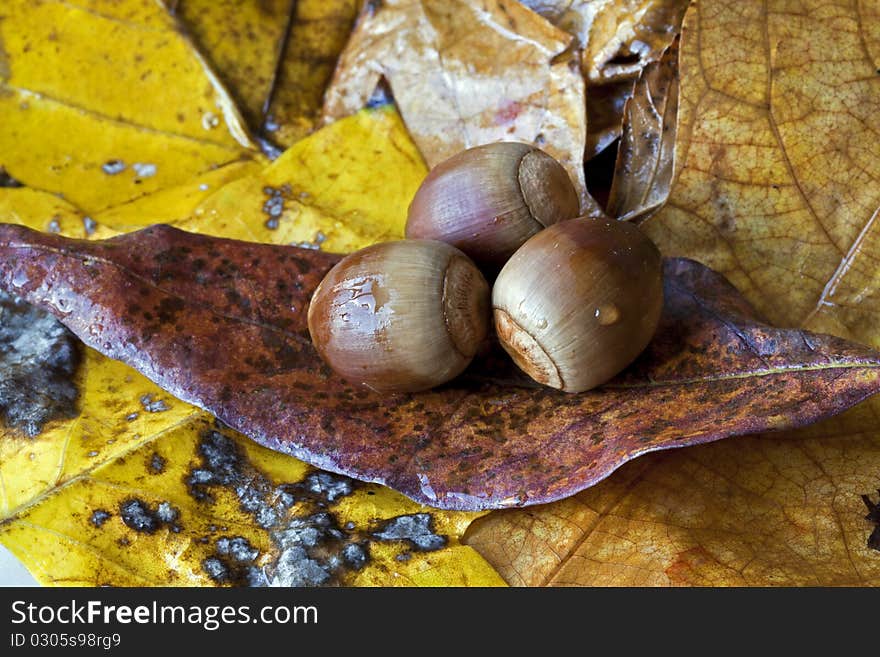 Acorns on autumn leaves in fall setting. Acorns on autumn leaves in fall setting