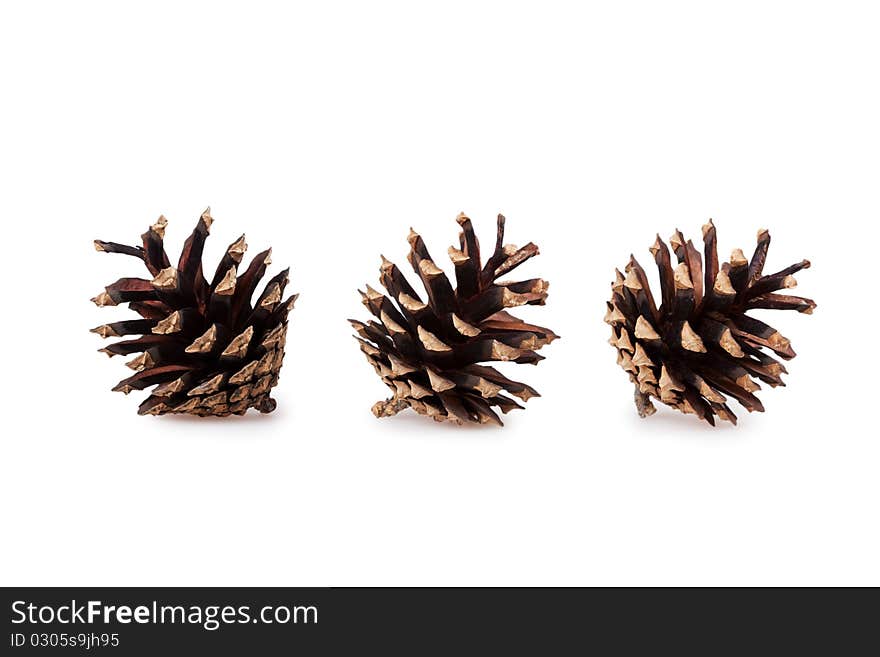 Pine cones