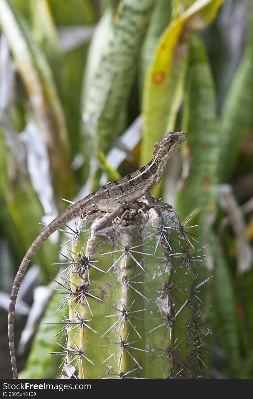 Young monkey Lala on cactus in Roat5an Honduras. Young monkey Lala on cactus in Roat5an Honduras