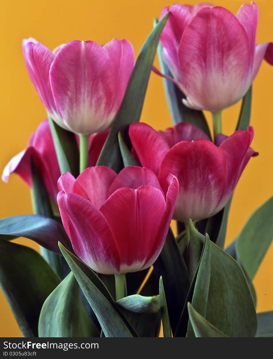 Tulips in studio setting with yellow background. Tulips in studio setting with yellow background