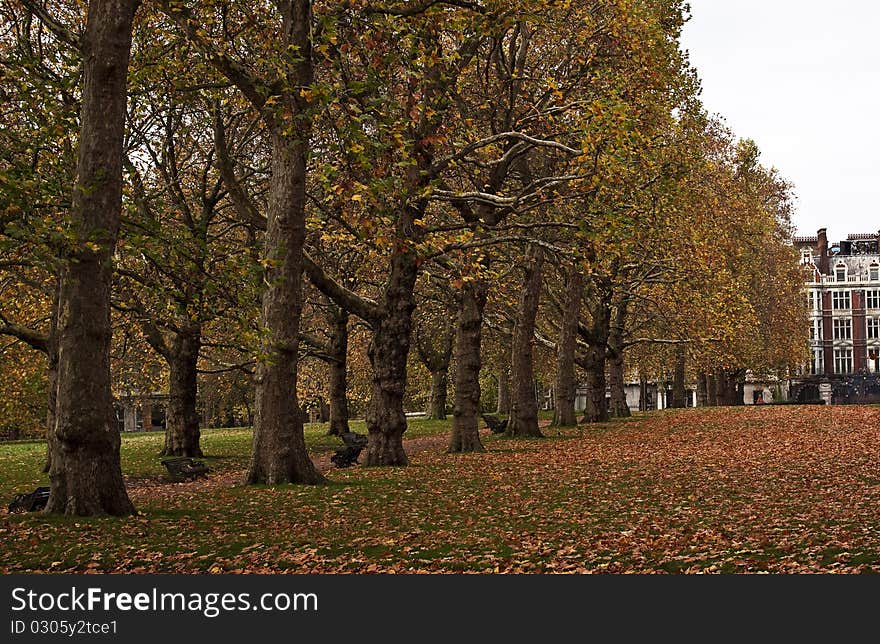 Yellow trees in Green Park park