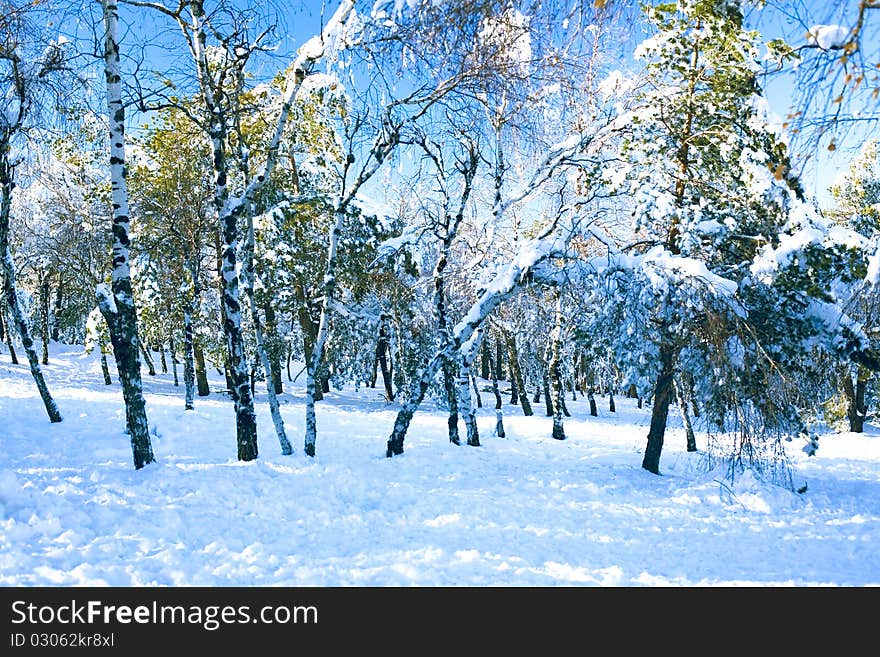 Beautiful view an a snowbound forest. Beautiful view an a snowbound forest