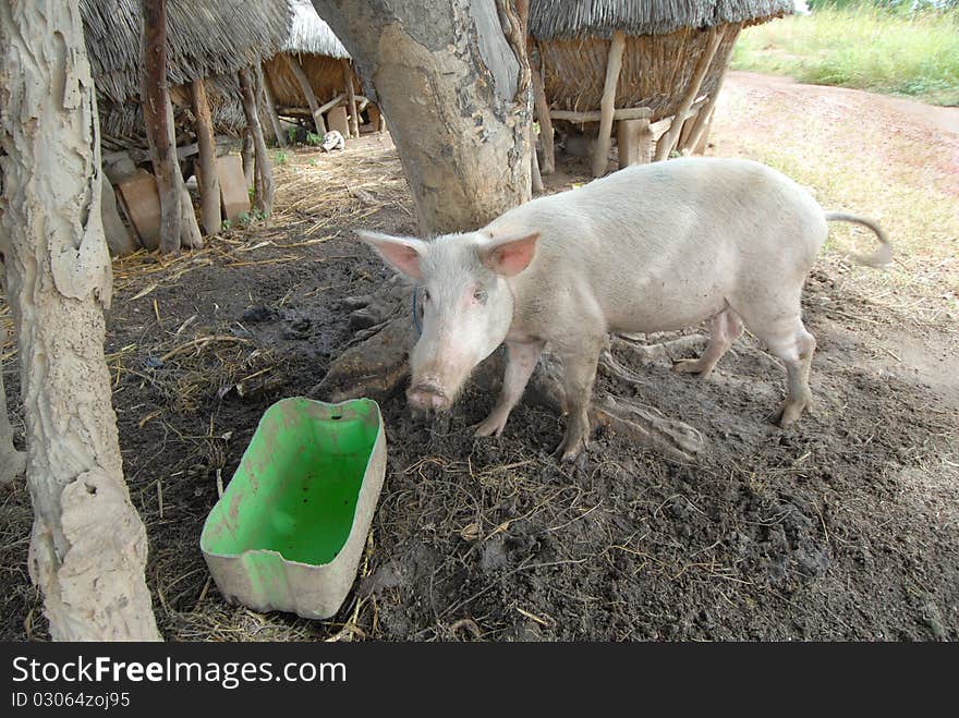 Small pigs in a African farm