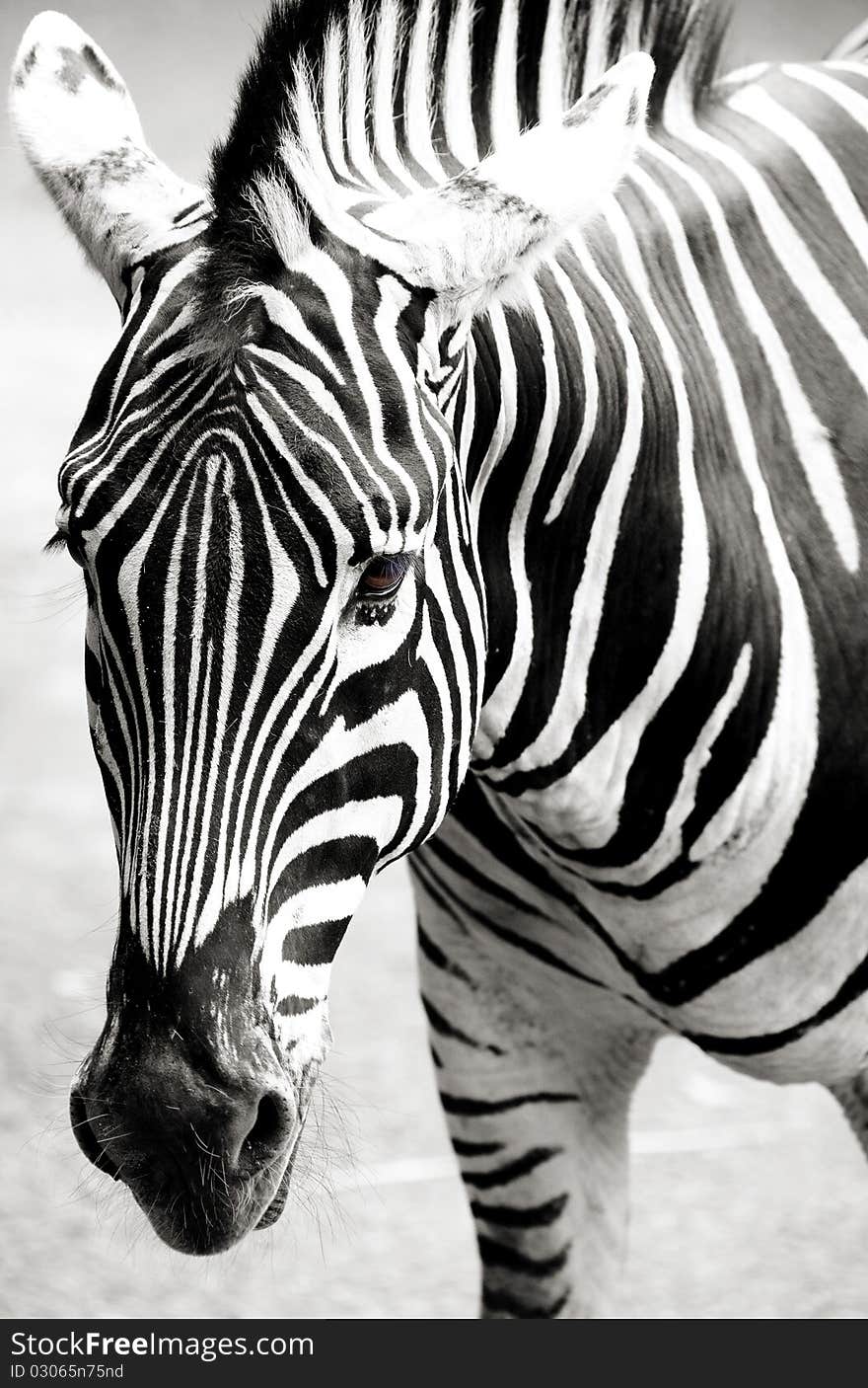 The front look of a zebra horse