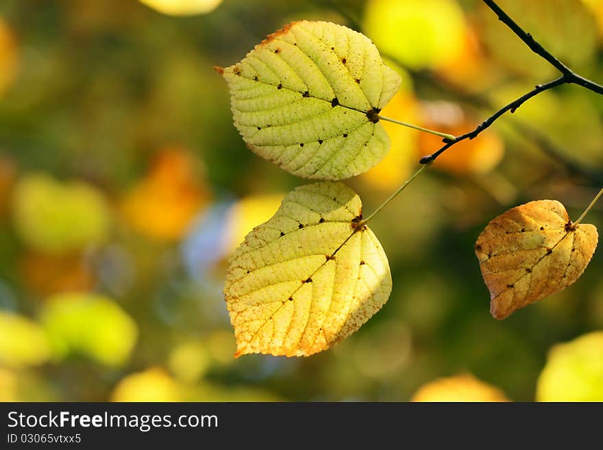 Autumn, colorful leaves in a city park