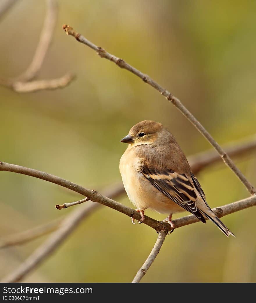 American Goldfinch, Carduelis Tristis