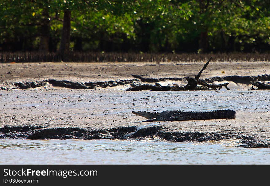 Crocodile resting on the river bank