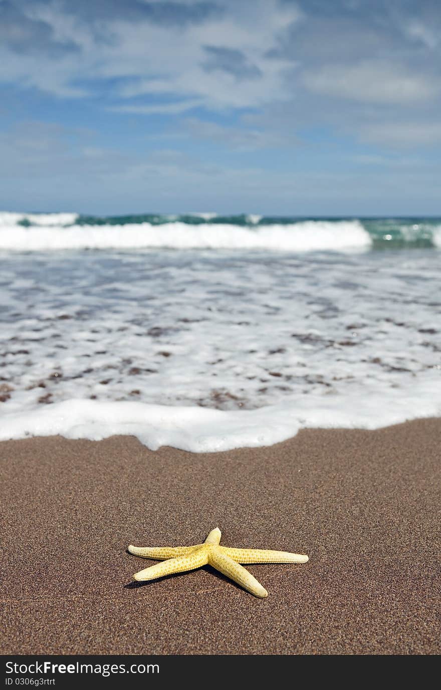 Yellow starfish