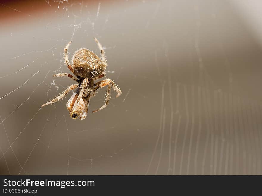 Spider with its prey in the web.