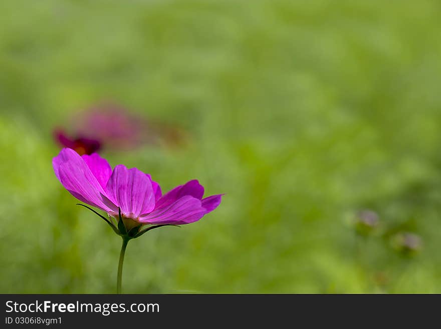 Chrysanthemum