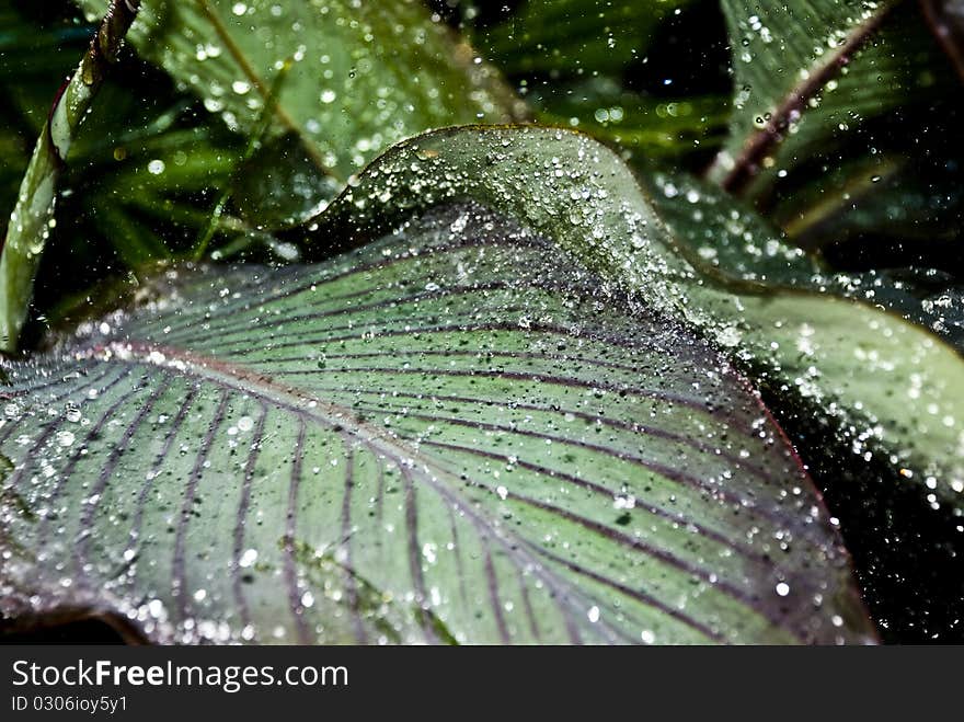 Water Droplets On Leaves.