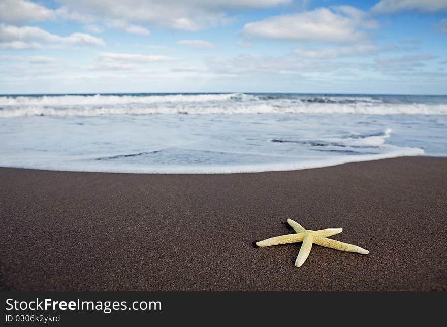 Yellow starfish