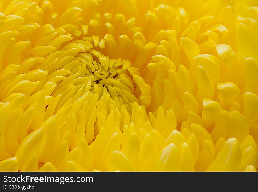 Chrysanthemum