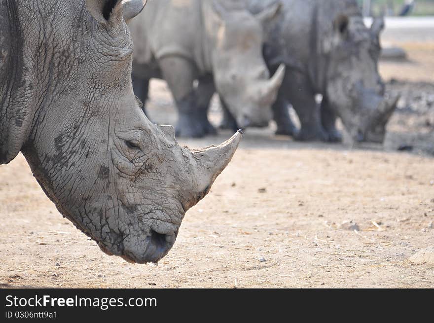 The Asia rhino in thailand. The Asia rhino in thailand