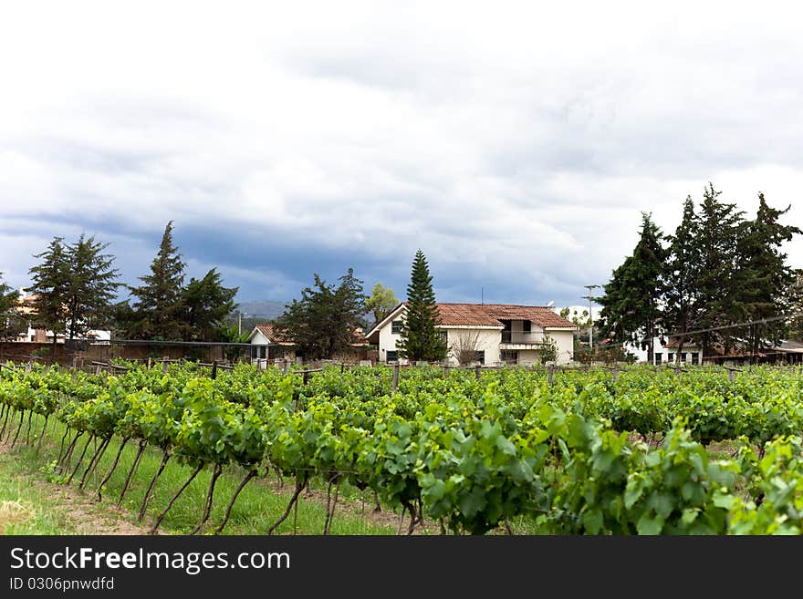 The Beautiful Vineyard and mountains