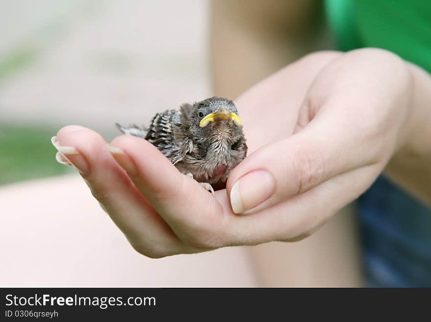 Female hand holding a nestling in the palm. Female hand holding a nestling in the palm