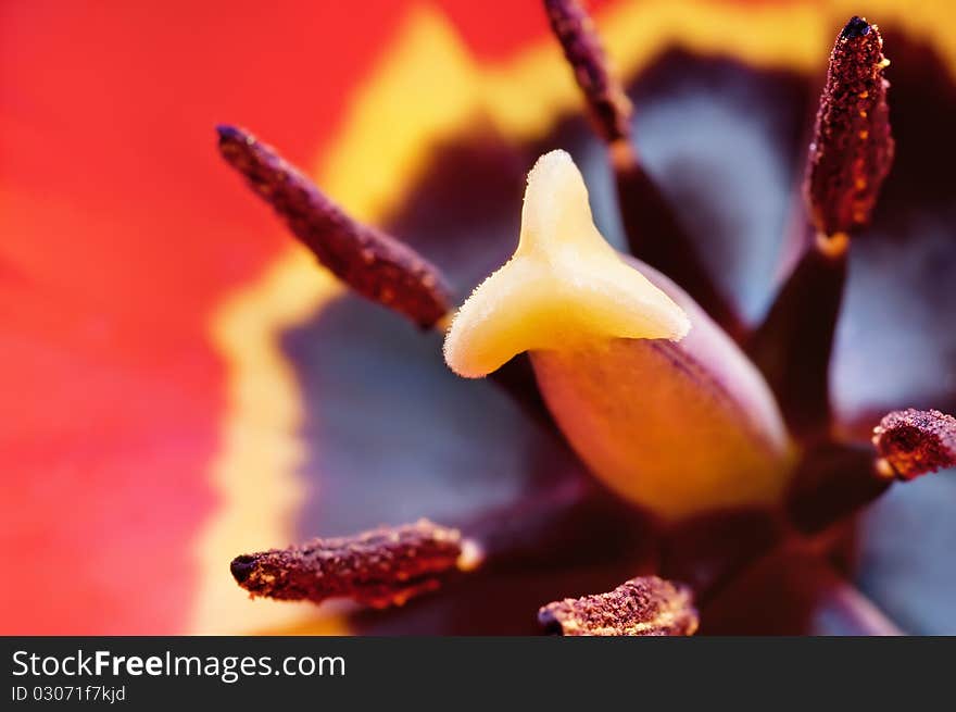 Beautiful purple tulip inside, macro shot