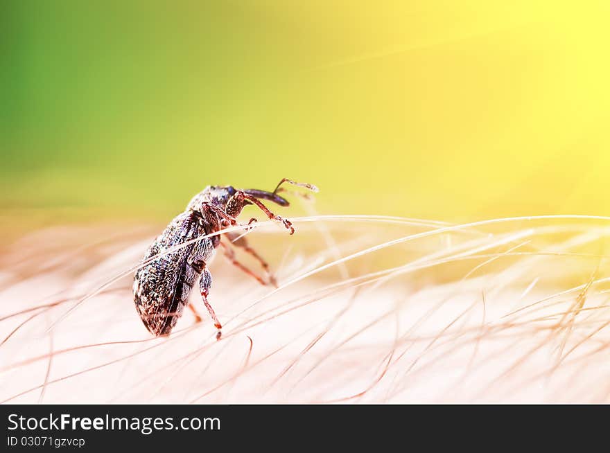 Small curculionidae on human hand