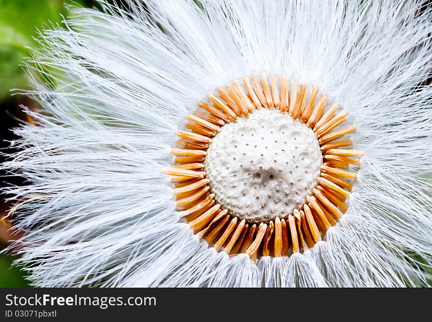 Dandelion seed