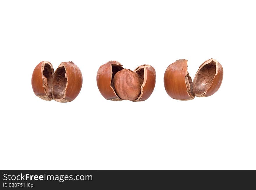 Filbert a nut among two empty shells. Filbert a nut among two empty shells