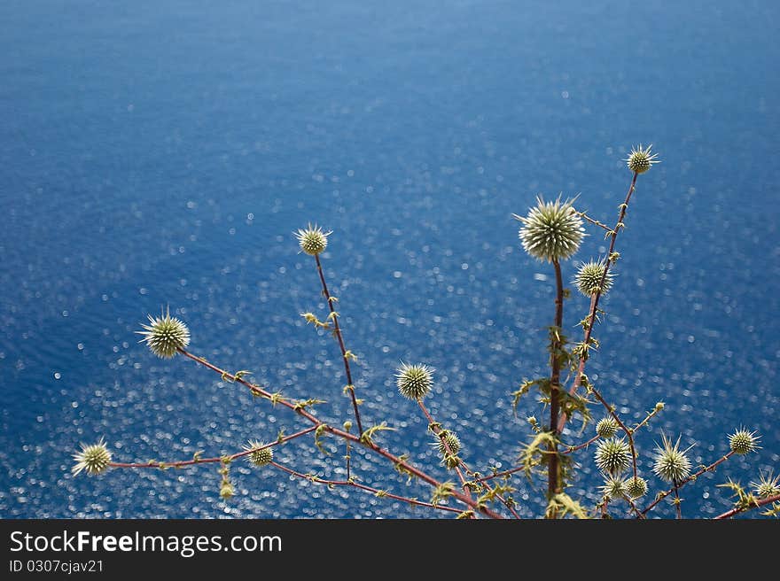 Flowers at the sea background