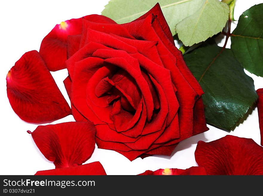 Beautiful red rose on a white background