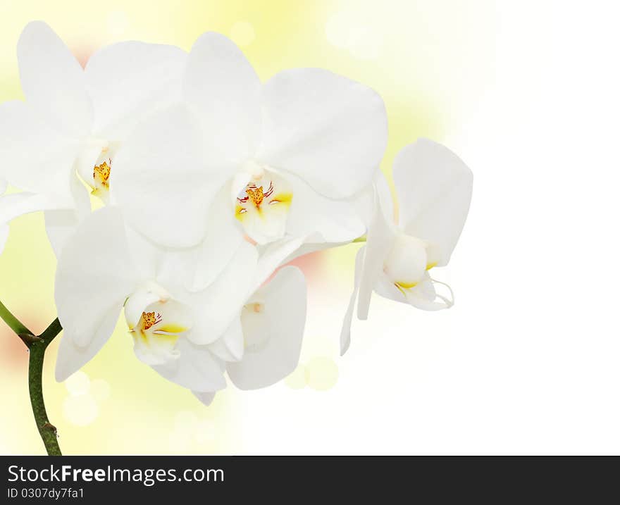 Orchid flower on white background. Orchid flower on white background